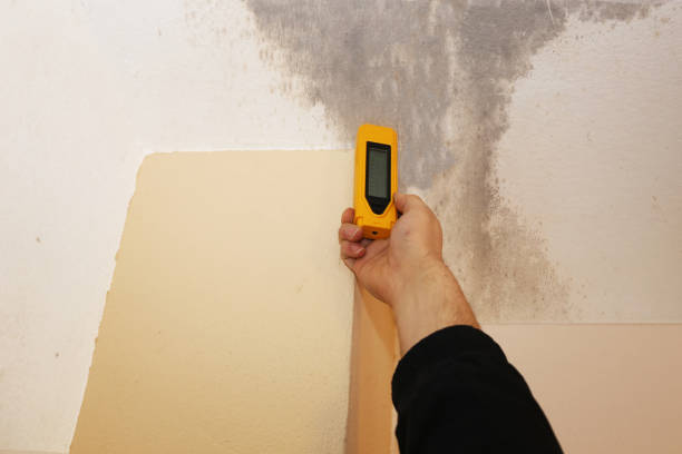  Brookside, AL Mold Removal Pros