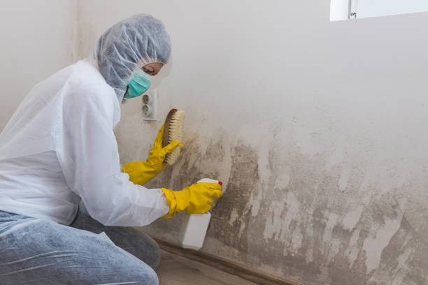 Best Biohazard Mold Removal  in Brookside, AL