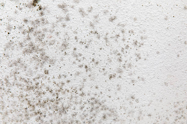Best Commercial Mold Inspection  in Brookside, AL