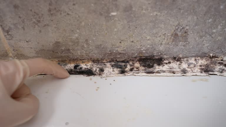 Best Residential Mold Inspection & Testing  in Brookside, AL