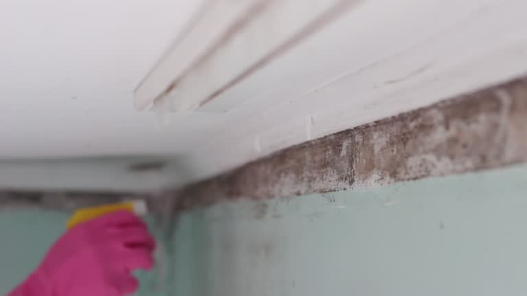 Best Post-Construction Mold Inspection  in Brookside, AL